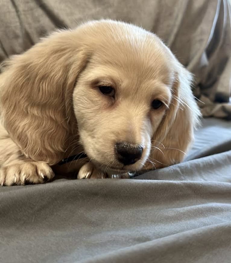 Amadeus, a Dachshund tested with EmbarkVet.com