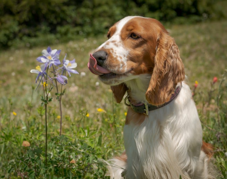 Minnow, a Welsh Springer Spaniel tested with EmbarkVet.com