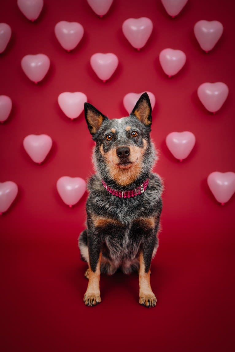 Malibu, an Australian Cattle Dog tested with EmbarkVet.com