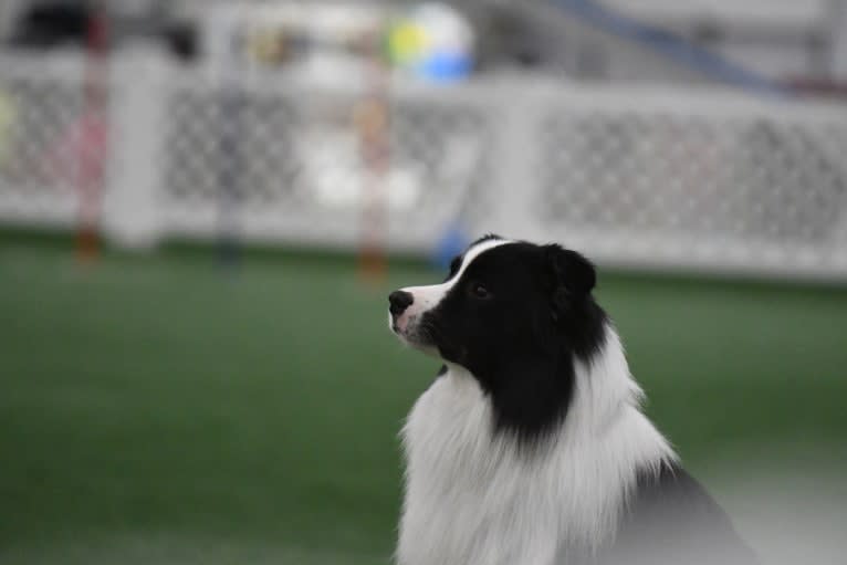 Bohdi, a Border Collie tested with EmbarkVet.com