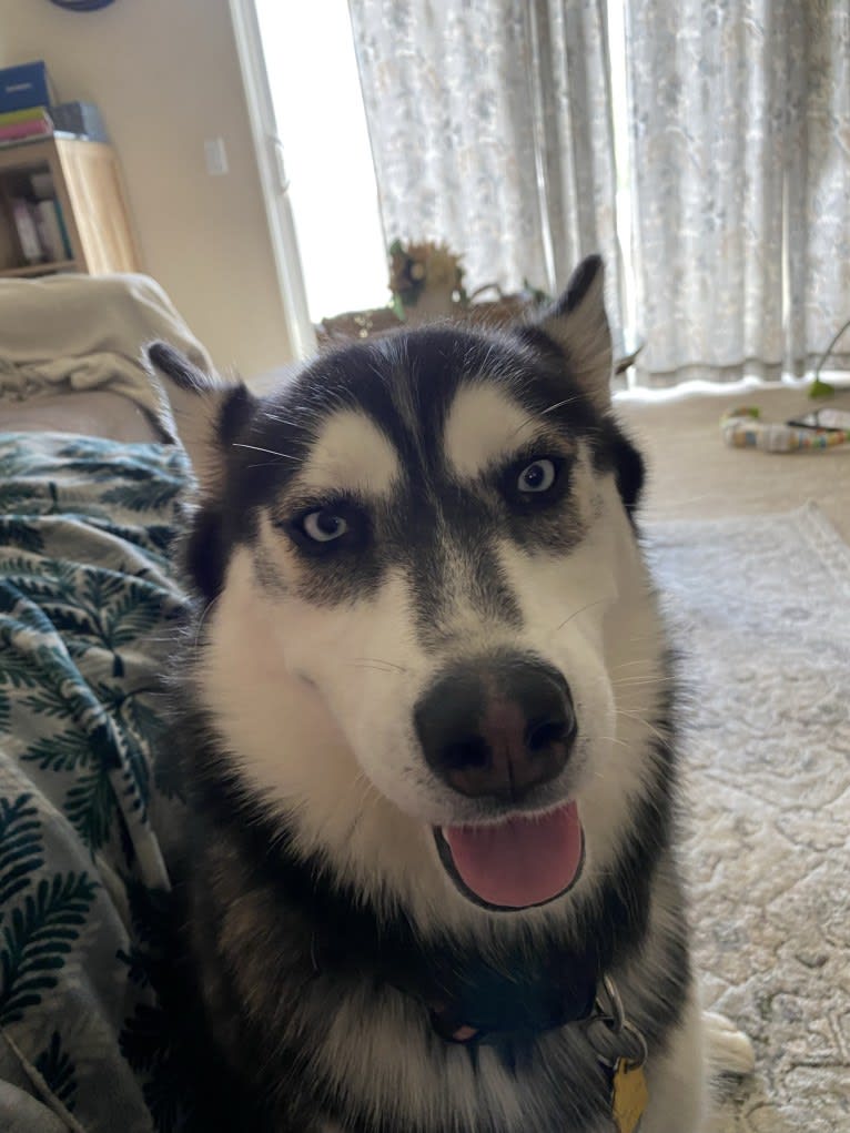 Shasta, a Siberian Husky tested with EmbarkVet.com