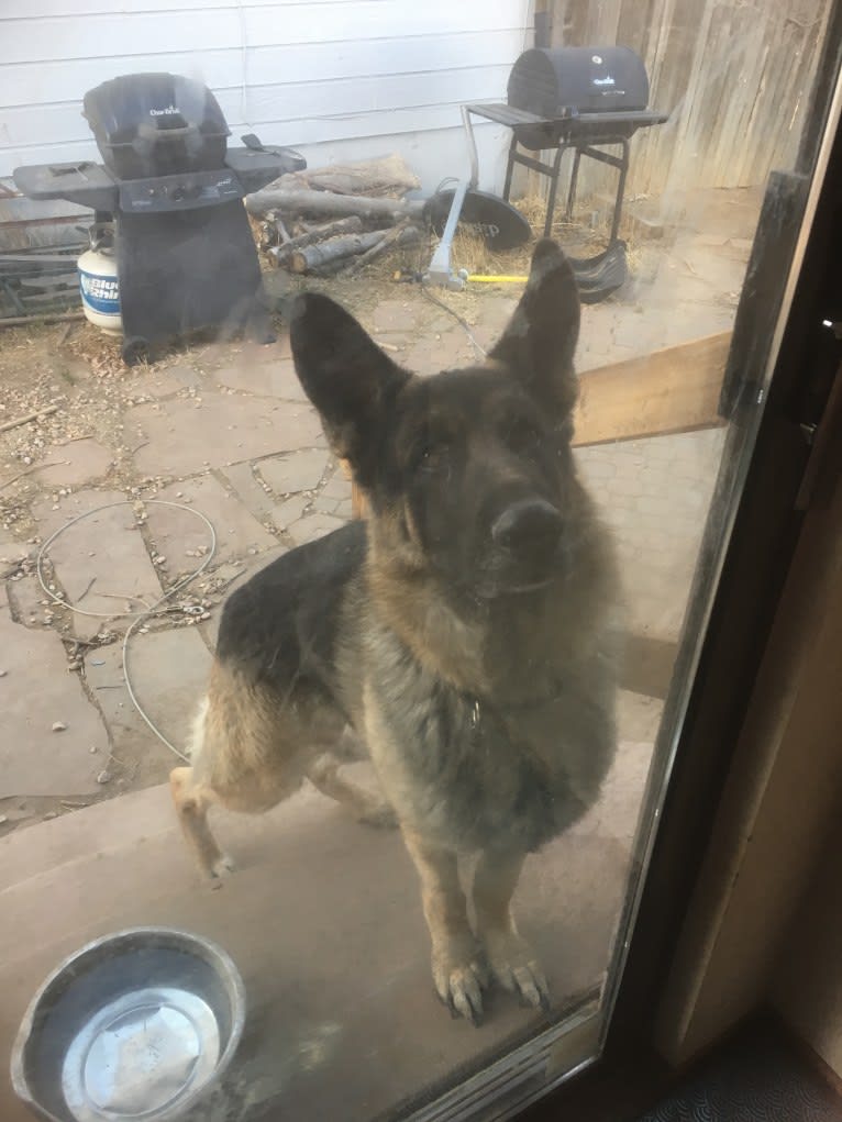 Rusty, a German Shepherd Dog tested with EmbarkVet.com
