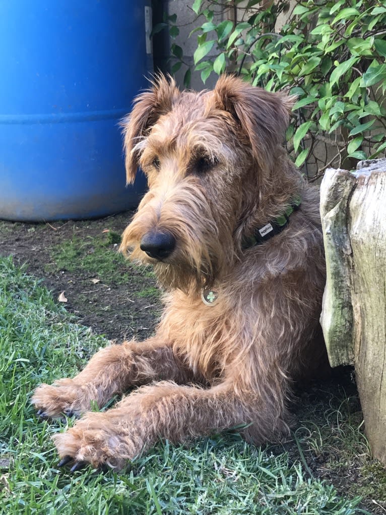 LIMERICK, an Irish Terrier tested with EmbarkVet.com