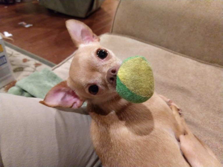 Bambi, a Chihuahua and Poodle (Small) mix tested with EmbarkVet.com