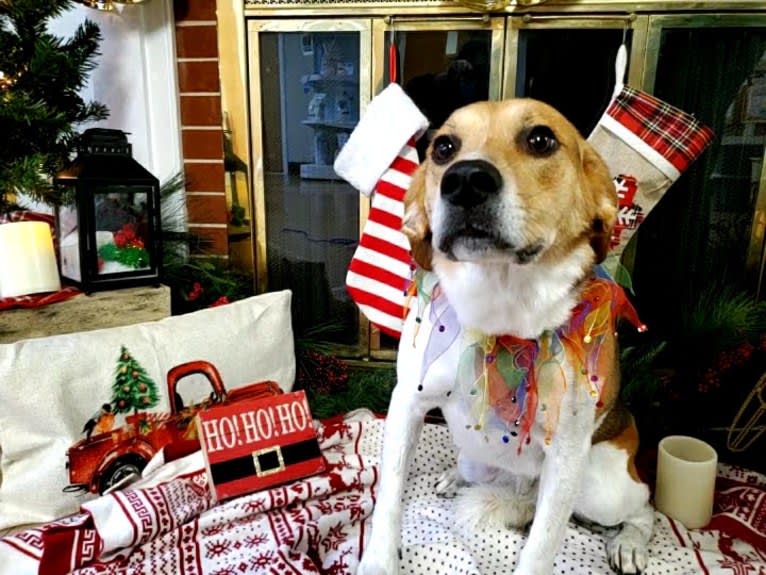 Charlee, a Beagle and American Pit Bull Terrier mix tested with EmbarkVet.com