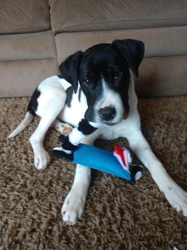 Pogo, an American Pit Bull Terrier and Golden Retriever mix tested with EmbarkVet.com