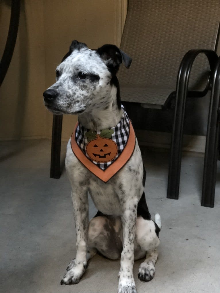 Hayes, a Boston Terrier and American Pit Bull Terrier mix tested with EmbarkVet.com