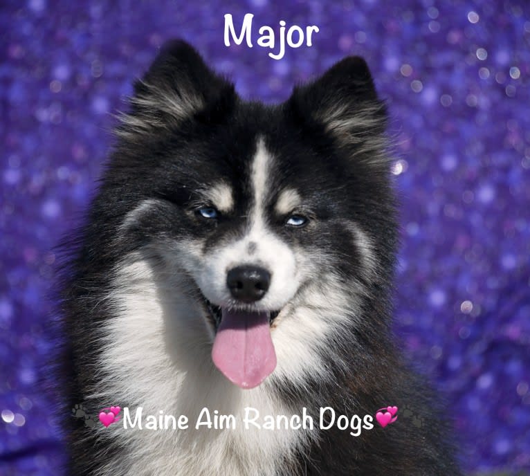 Major, a Pomsky tested with EmbarkVet.com