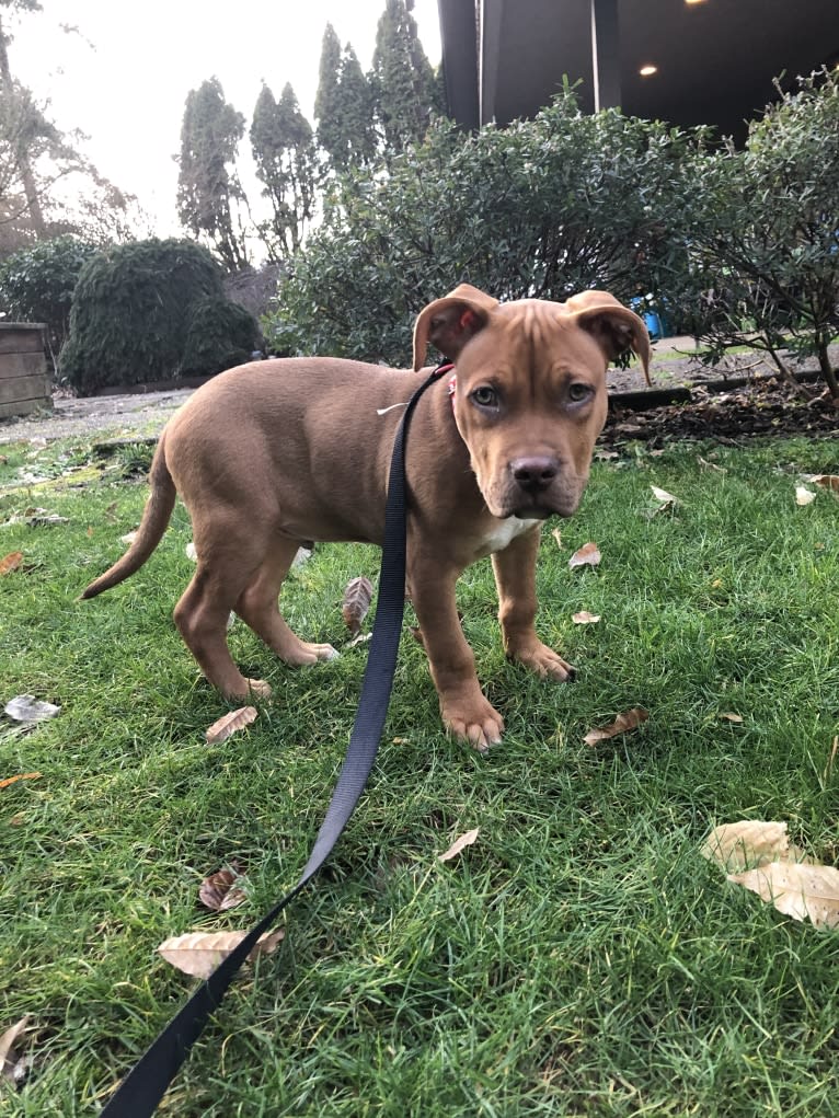 Jasper, an American Bully tested with EmbarkVet.com