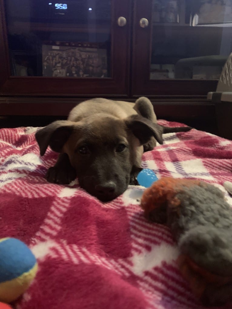 Gracie, an American Pit Bull Terrier and Labrador Retriever mix tested with EmbarkVet.com