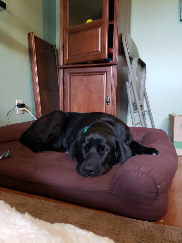 Tank, a Newfoundland and Labrador Retriever mix tested with EmbarkVet.com