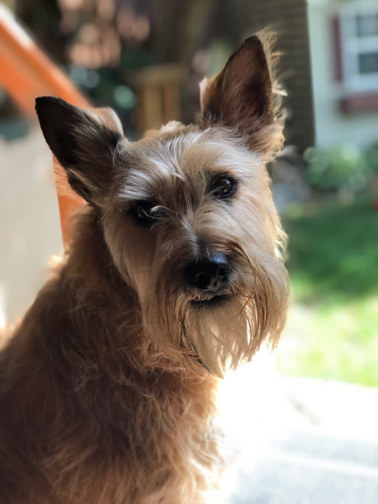 Wilbur, a Miniature Schnauzer and Rat Terrier mix tested with EmbarkVet.com