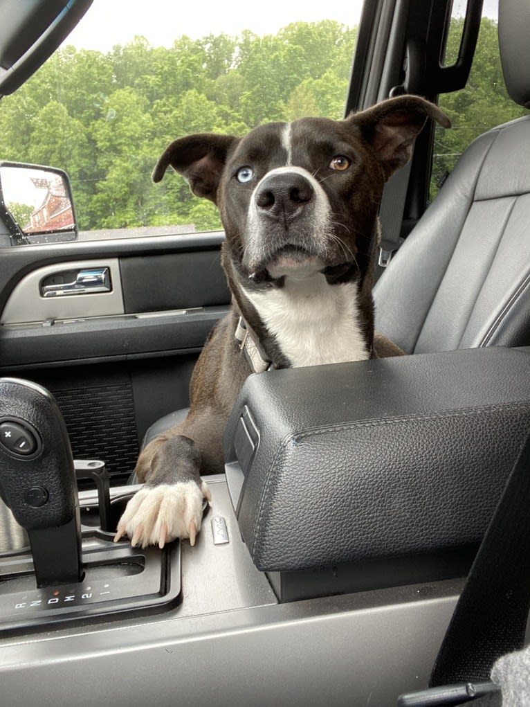 Bear, an American Pit Bull Terrier and Siberian Husky mix tested with EmbarkVet.com