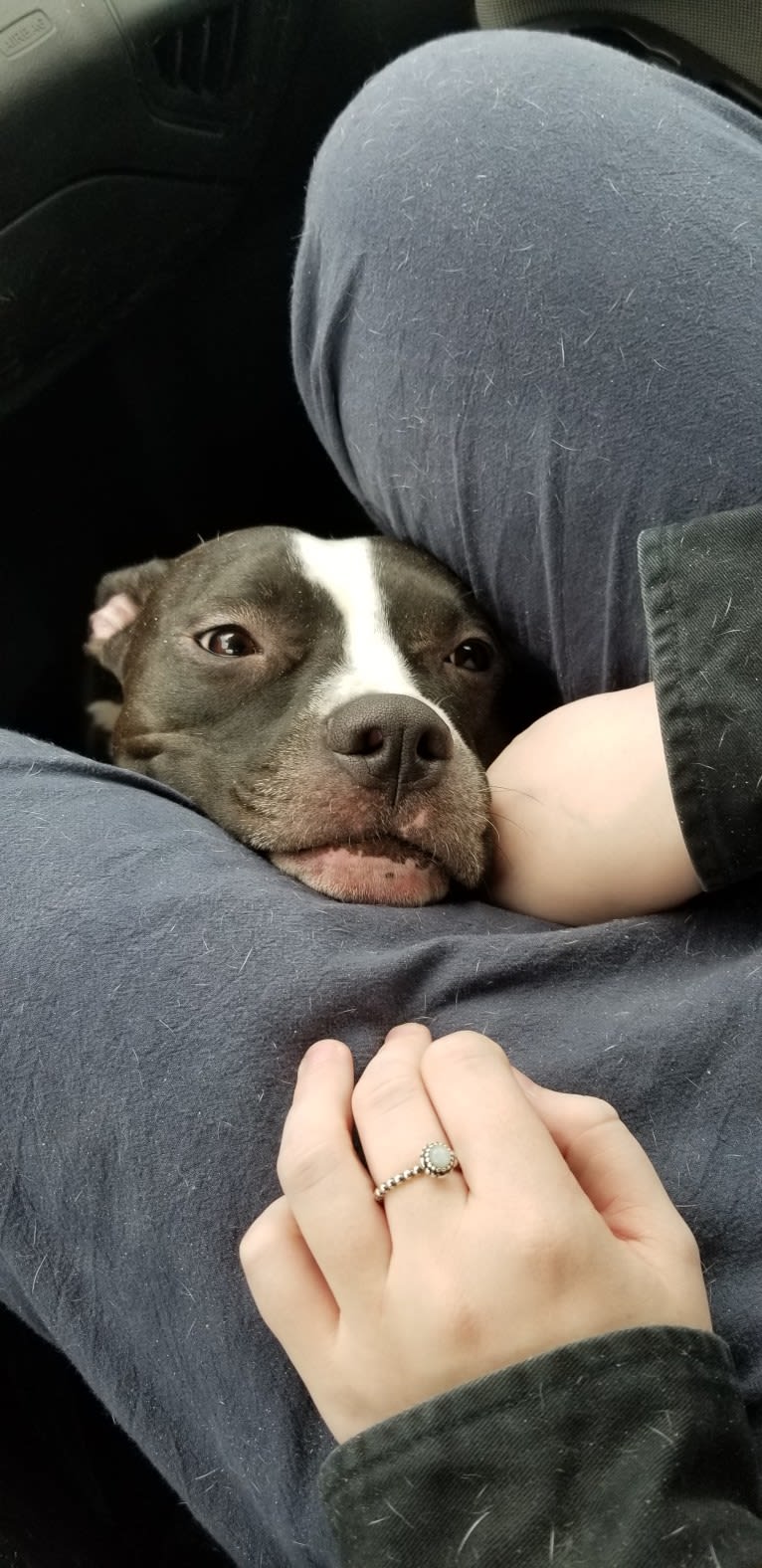 Dany, an American Pit Bull Terrier tested with EmbarkVet.com