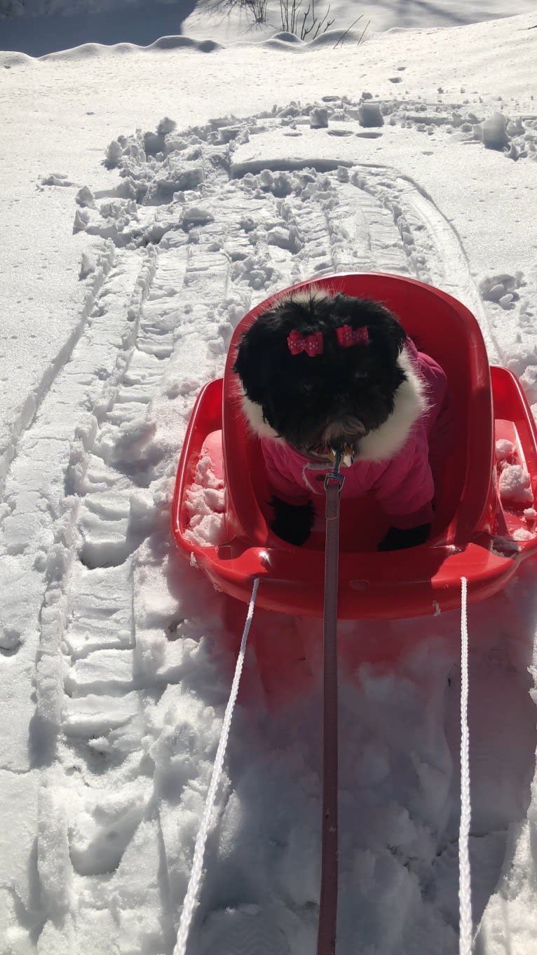 Lulu, a Shih Tzu tested with EmbarkVet.com