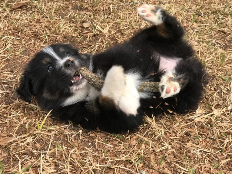 Gala, an Australian Shepherd tested with EmbarkVet.com