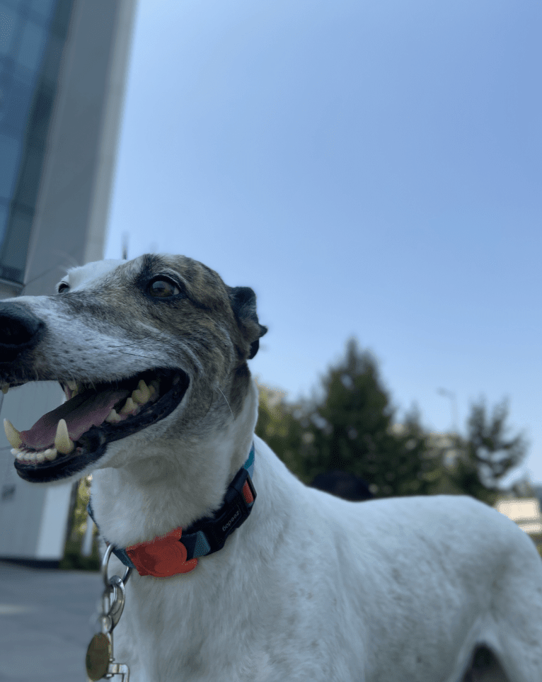 Kenzō, a Greyhound and American Village Dog mix tested with EmbarkVet.com