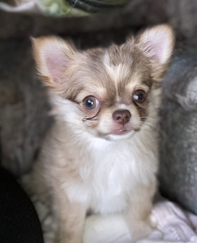Bruno, a Chihuahua tested with EmbarkVet.com