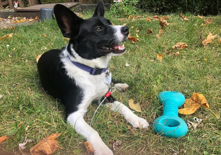 Newt, an Australian Cattle Dog and Border Collie mix tested with EmbarkVet.com