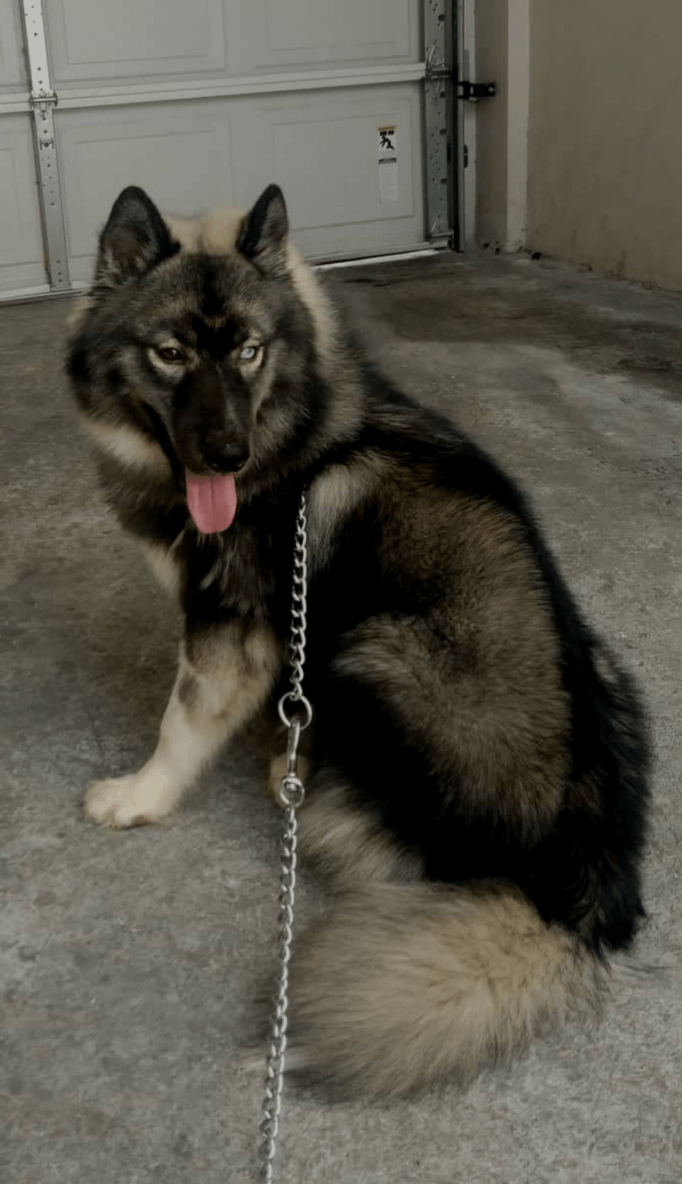 Chronus, a Siberian Husky tested with EmbarkVet.com