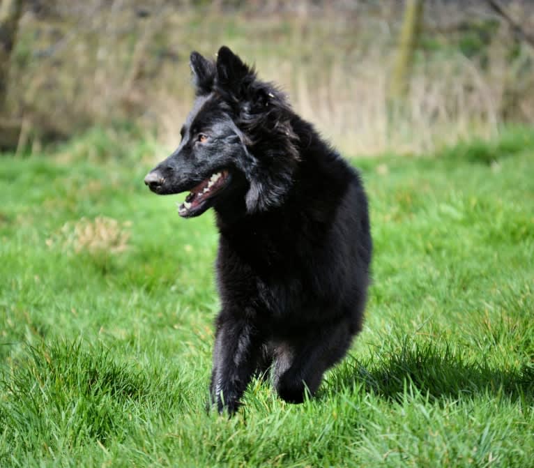 Tempest, a German Shepherd Dog tested with EmbarkVet.com