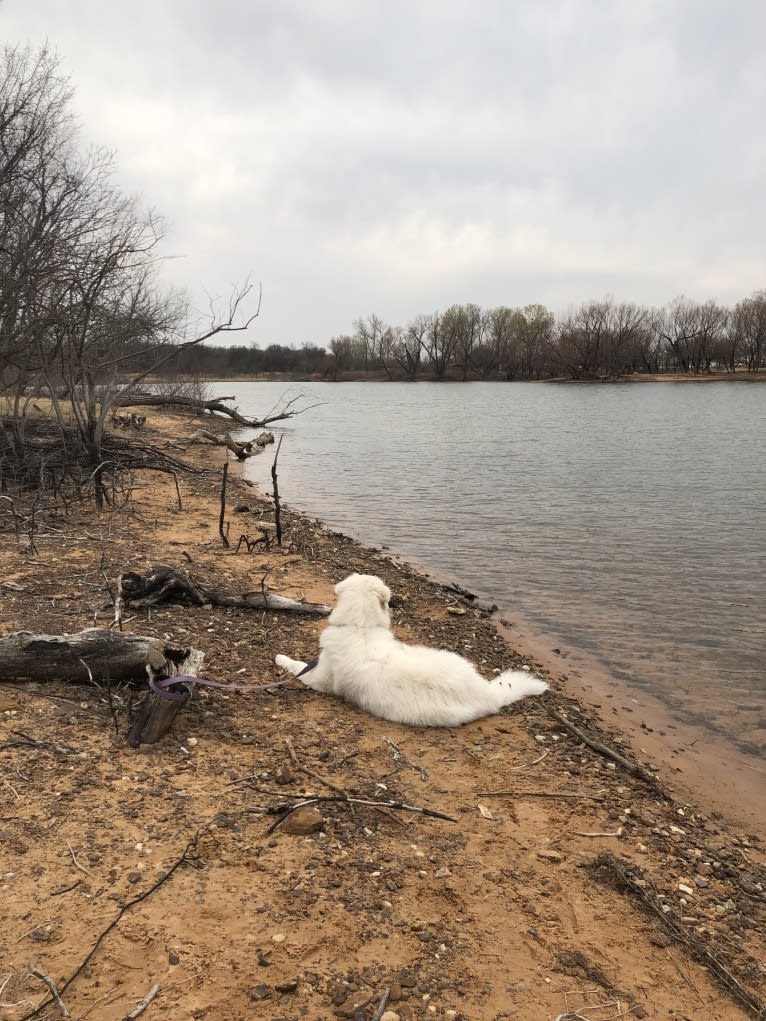 Looney “Chik’in Mini Bandit” Bear, a Great Pyrenees tested with EmbarkVet.com