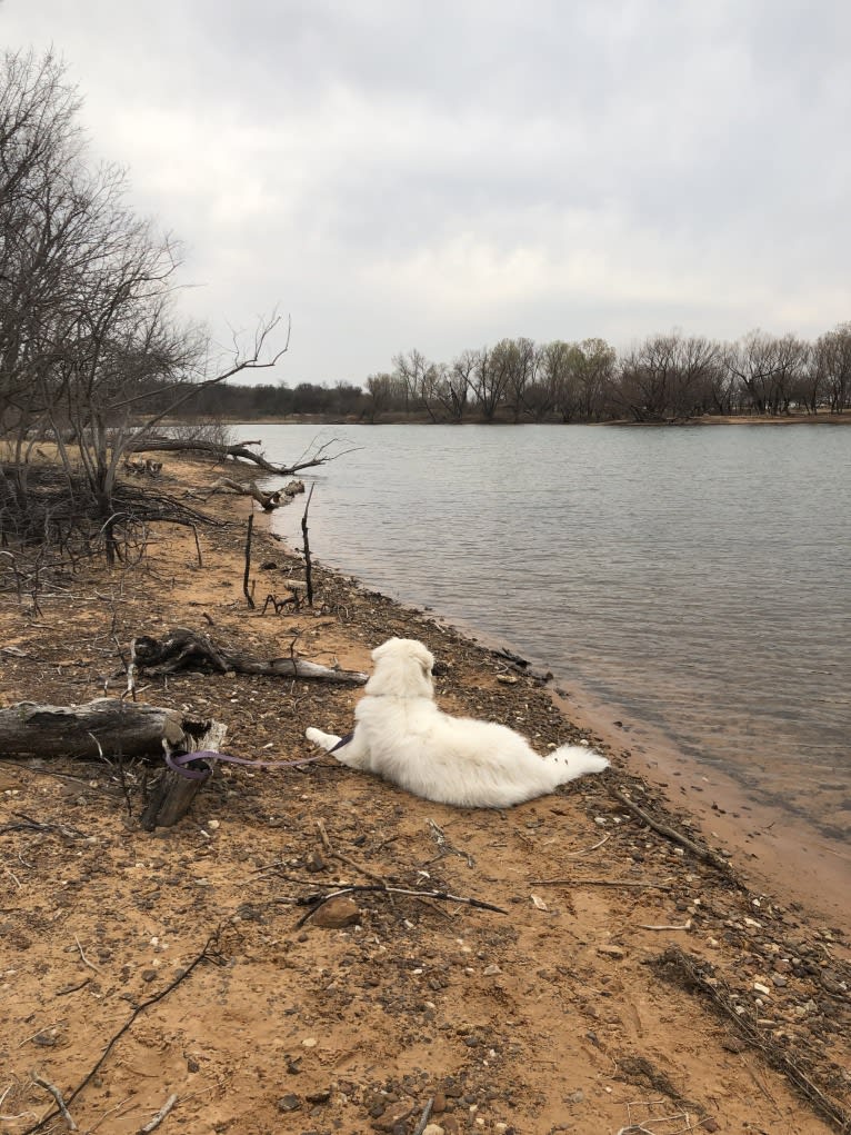 Looney “Chik’in Mini Bandit” Bear, a Great Pyrenees tested with EmbarkVet.com