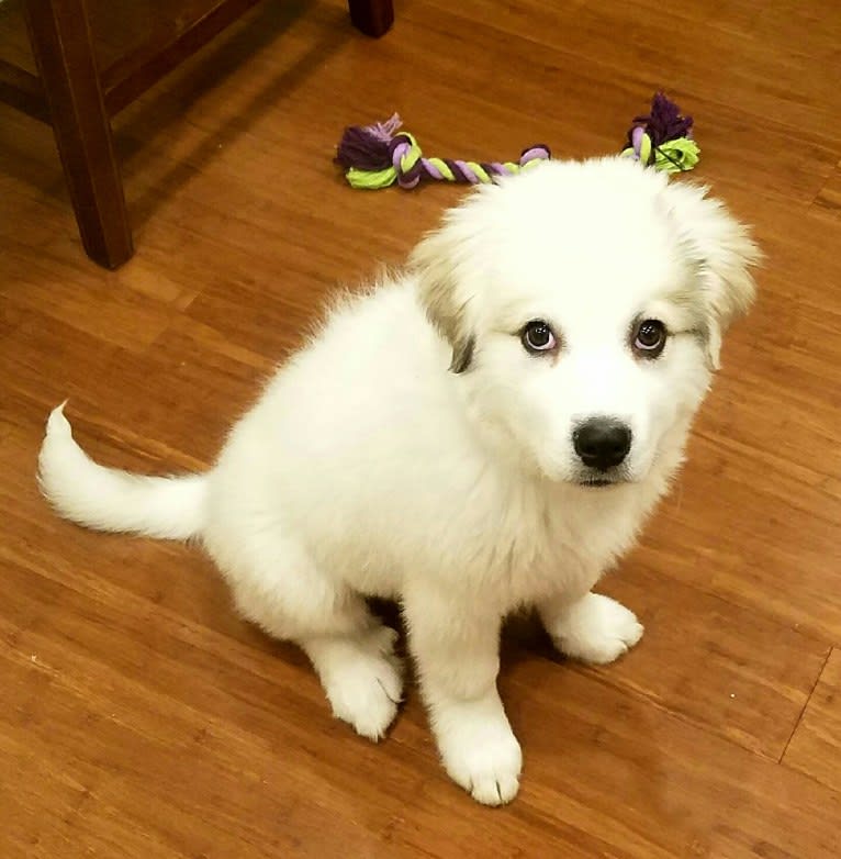 Rose, a Great Pyrenees tested with EmbarkVet.com