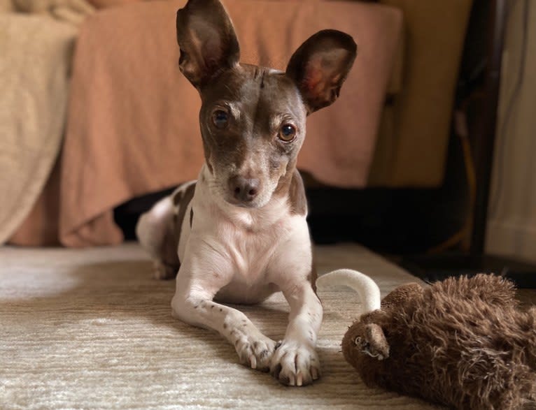 Bella, a Rat Terrier tested with EmbarkVet.com