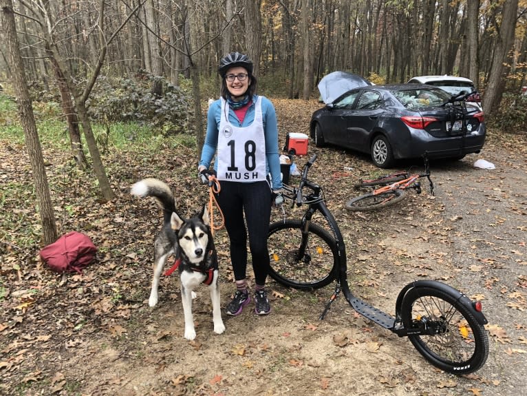 Milo, a Siberian Husky and Alaskan Malamute mix tested with EmbarkVet.com