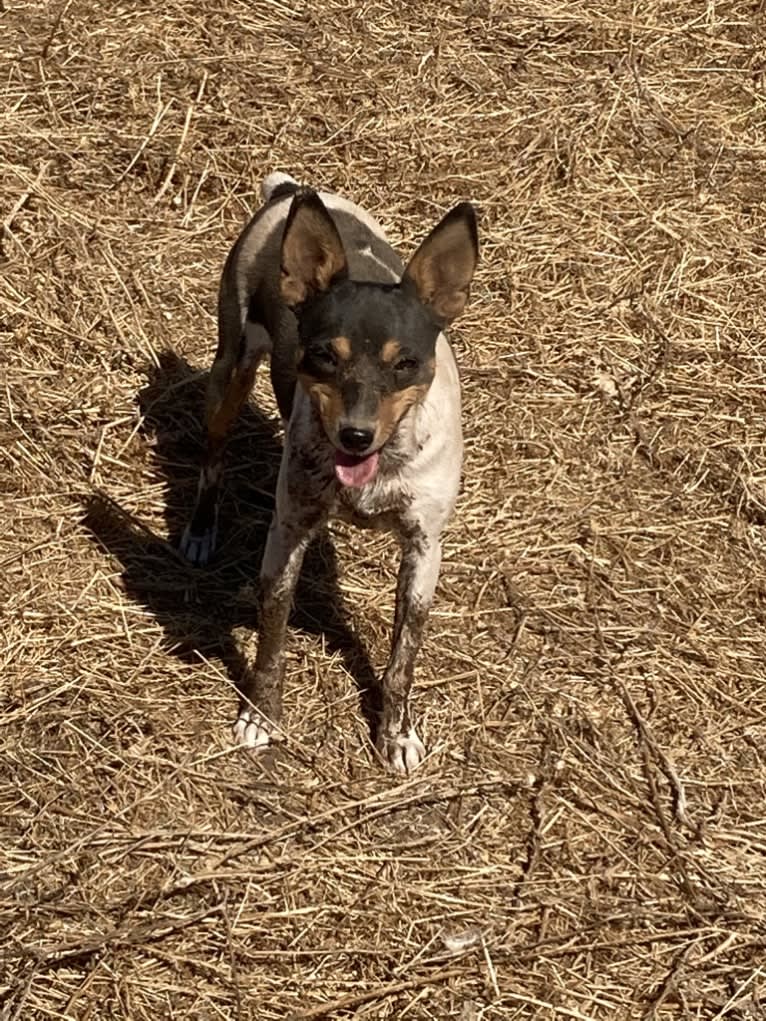 YRR Violet, a Toy Fox Terrier tested with EmbarkVet.com