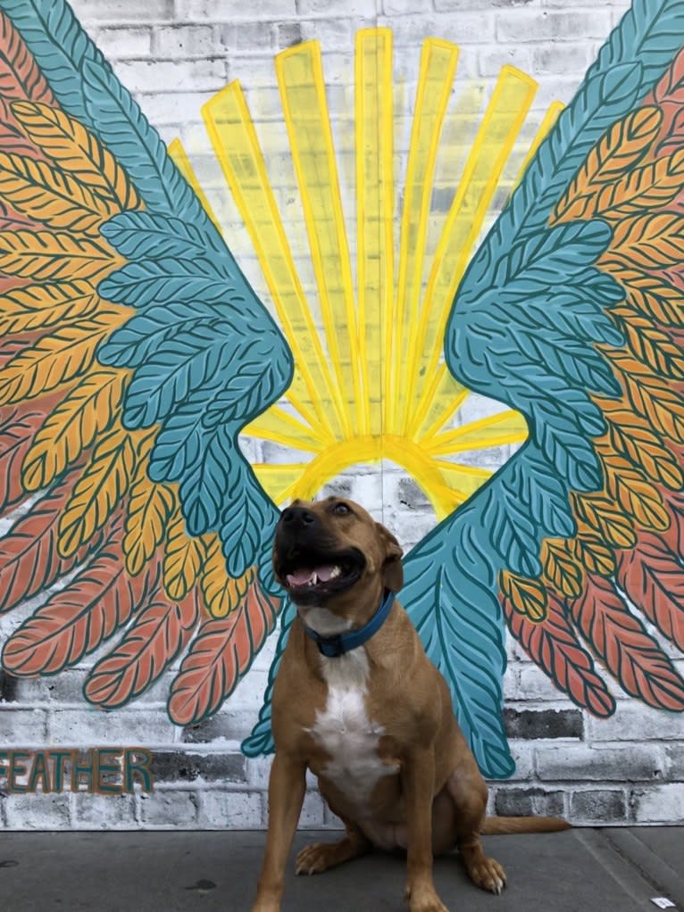 Hina, an American Pit Bull Terrier and Labrador Retriever mix tested with EmbarkVet.com