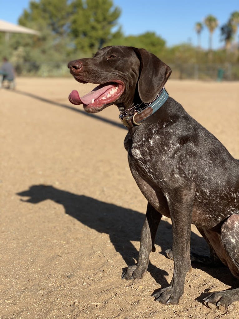 Winona, a German Shorthaired Pointer tested with EmbarkVet.com