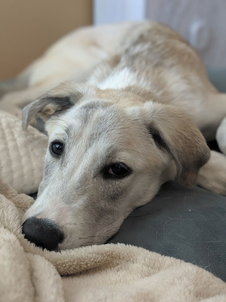 Juno, a Labrador Retriever and Siberian Husky mix tested with EmbarkVet.com