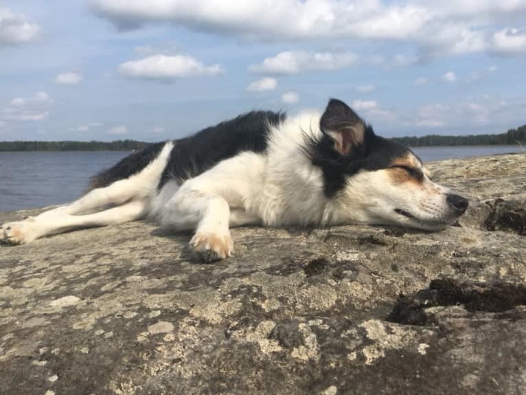 Hudi, an European Village Dog tested with EmbarkVet.com