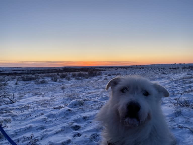 Neil Diamond, a Siberian Husky and Golden Retriever mix tested with EmbarkVet.com