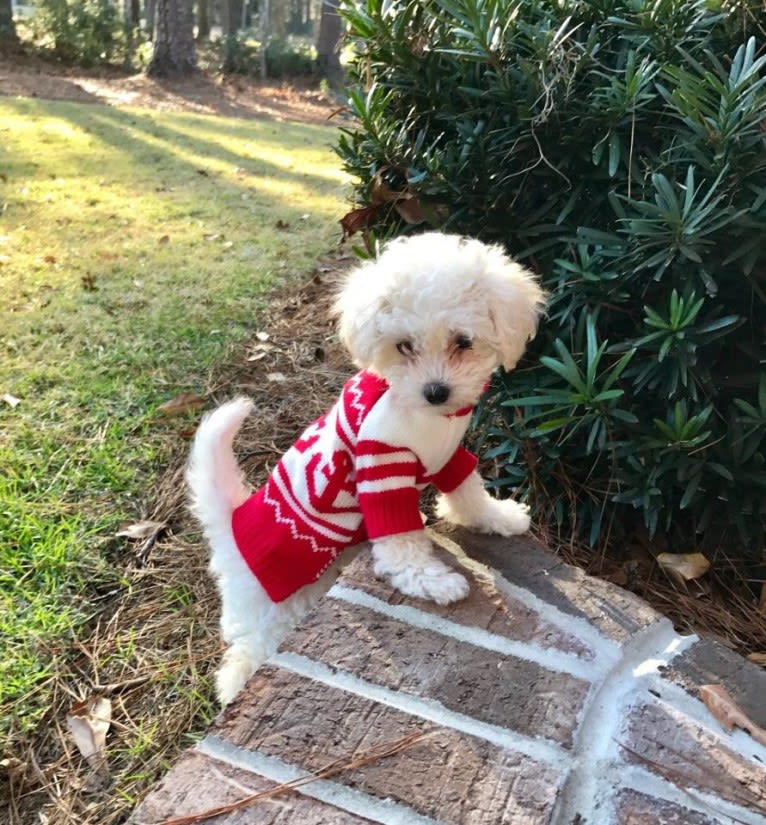 Peyton, a Poodle (Small) tested with EmbarkVet.com