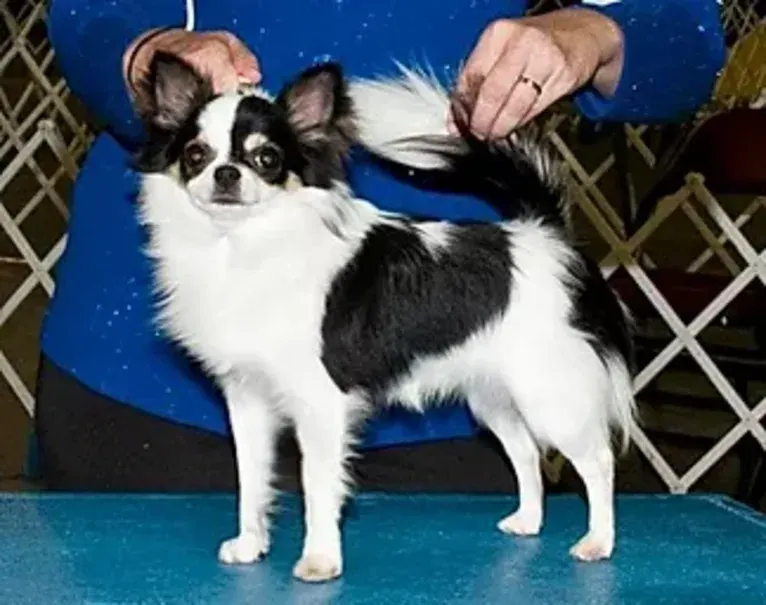 Beau, a Chihuahua tested with EmbarkVet.com