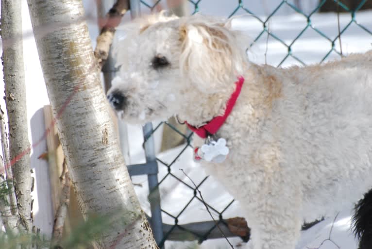 Fig, a Soft Coated Wheaten Terrier and Miniature Schnauzer mix tested with EmbarkVet.com