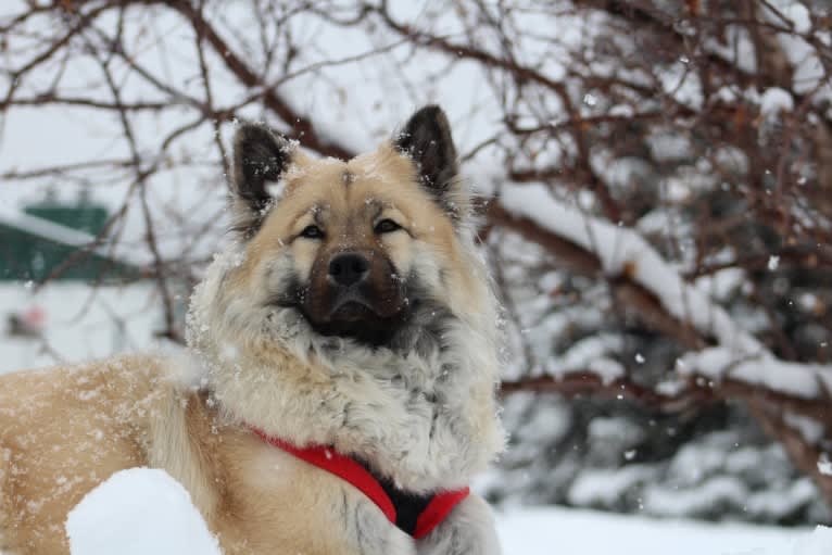 Yara, an Eurasier tested with EmbarkVet.com