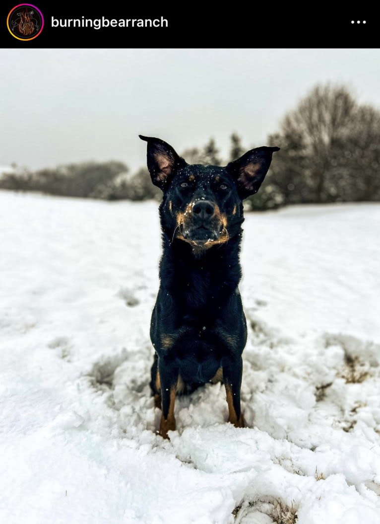 Akuma, a Beauceron tested with EmbarkVet.com