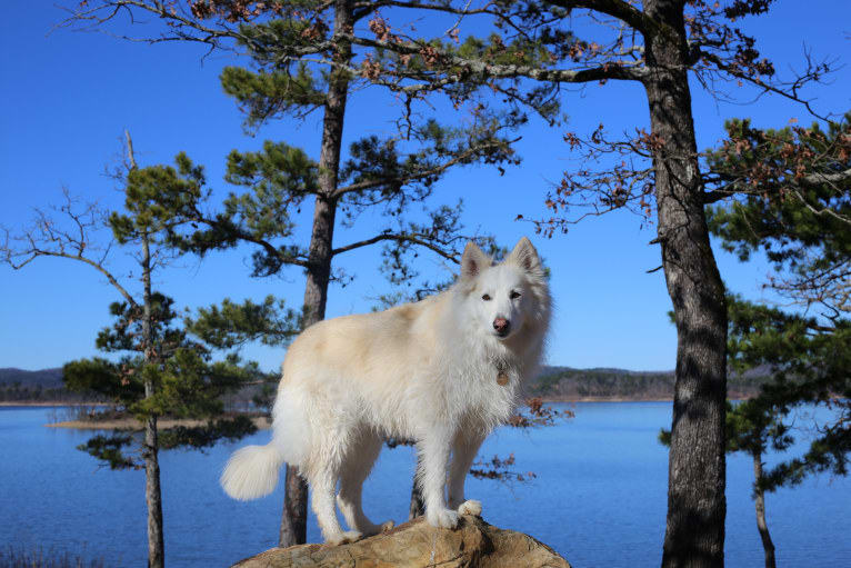 Athena, a German Shepherd Dog and Siberian Husky mix tested with EmbarkVet.com