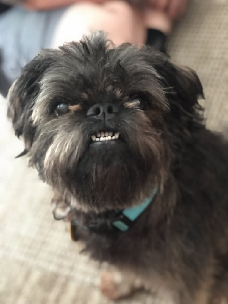 Linus, a Brussels Griffon tested with EmbarkVet.com