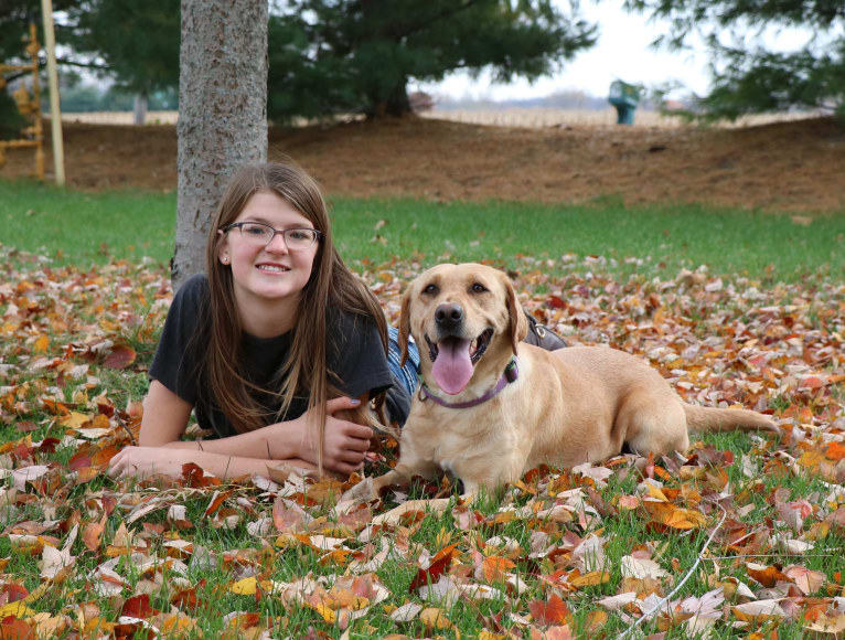 Maggie Lou, a Labrador Retriever tested with EmbarkVet.com