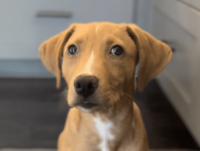 Laszlo, an Australian Cattle Dog and American Pit Bull Terrier mix tested with EmbarkVet.com