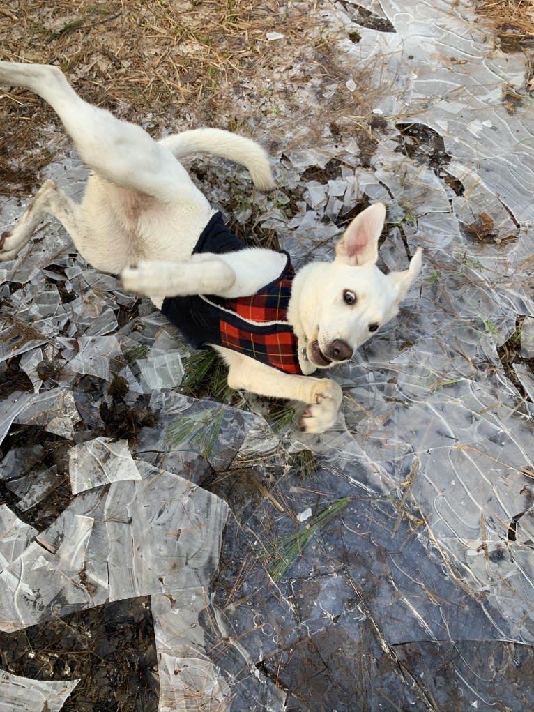 Colt, a Siberian Husky and American Bulldog mix tested with EmbarkVet.com