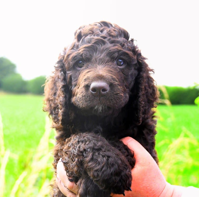 Bumble, an Irish Water Spaniel tested with EmbarkVet.com