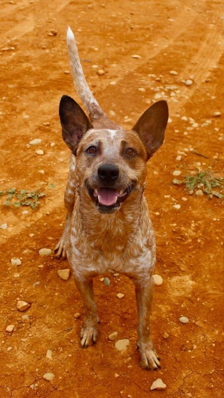 Frost, an Australian Cattle Dog tested with EmbarkVet.com