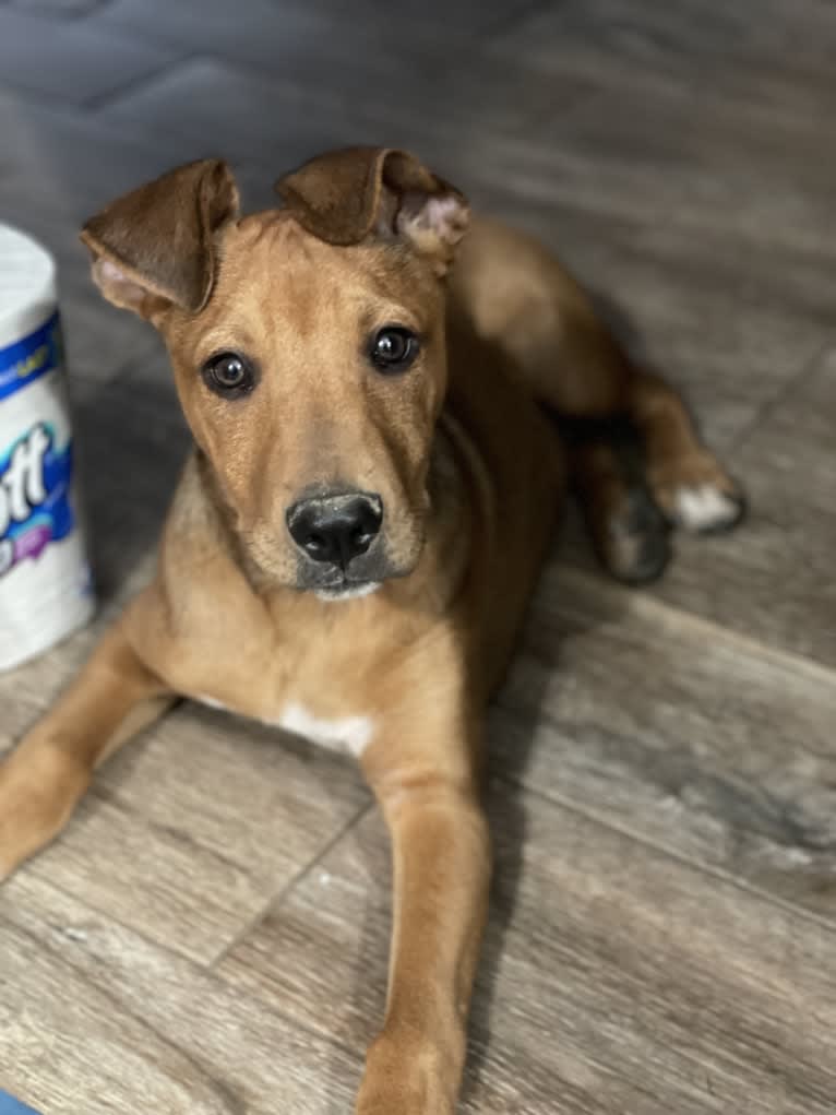 Winston, an Australian Cattle Dog and Border Collie mix tested with EmbarkVet.com