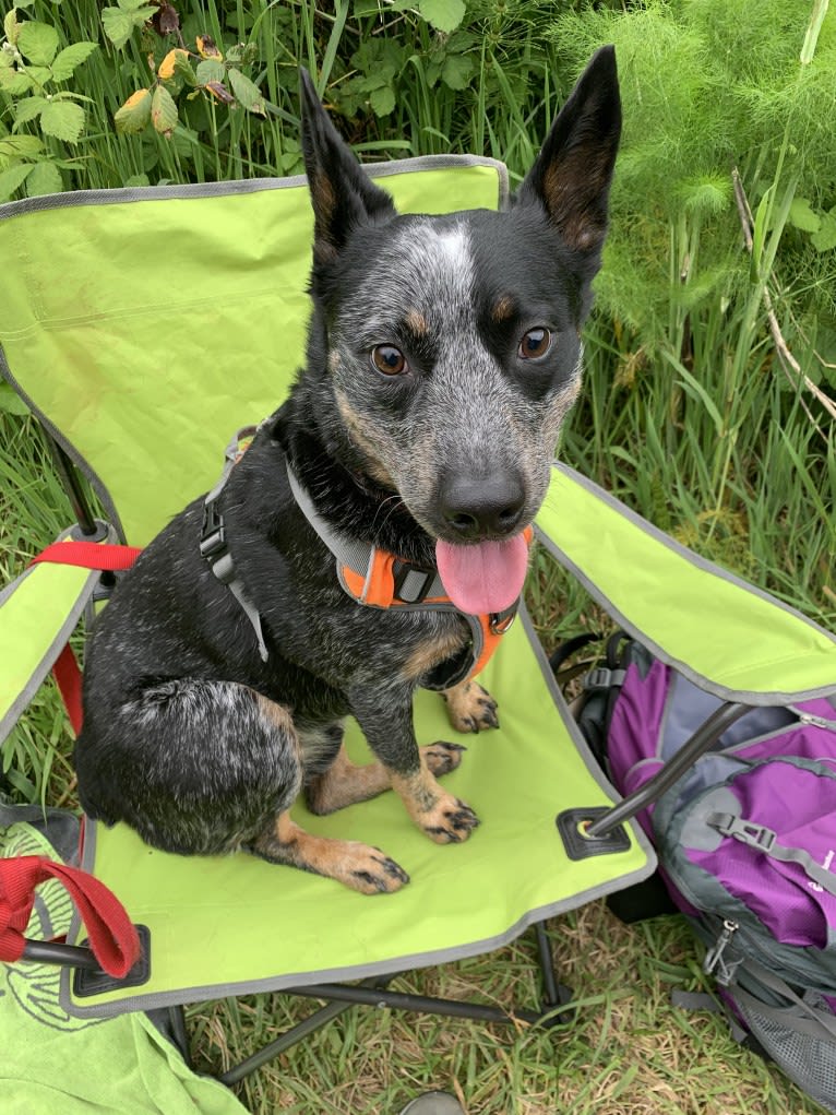 Rush, an Australian Cattle Dog tested with EmbarkVet.com